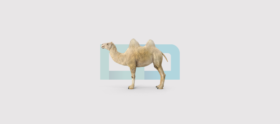 Owning a camel